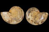 Cut & Polished Agatized Ammonite Fossil- Jurassic #131729-1
